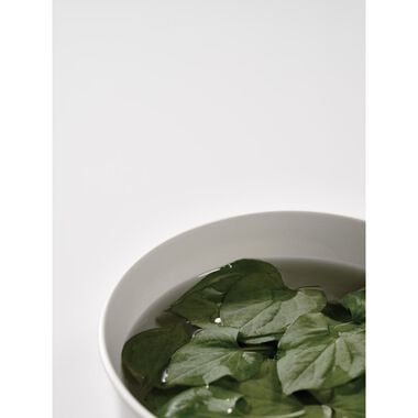 faces heartleaf 77  soothing