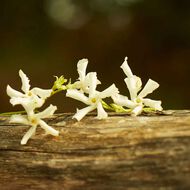 faces gucci m moire d une odeur  eau de parfum