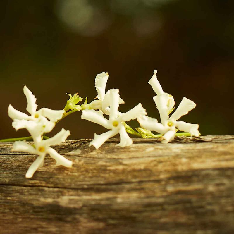 gucci gucci memoire d'une odeur  eau de parfum