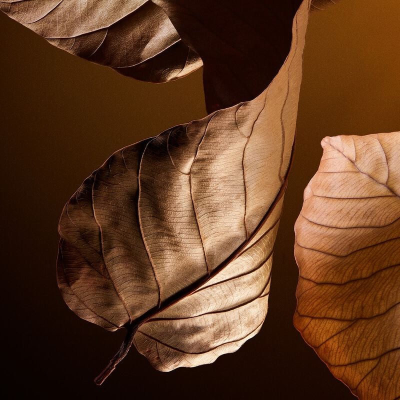 dolce & gabbana the one parfum