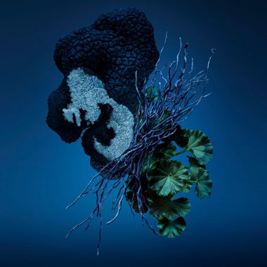 faces عطر باد بوي كوبالت أو دو بارفان