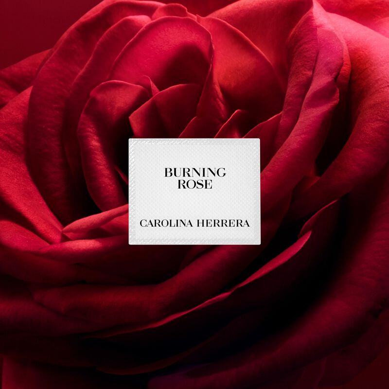 carolina herrera burning rose