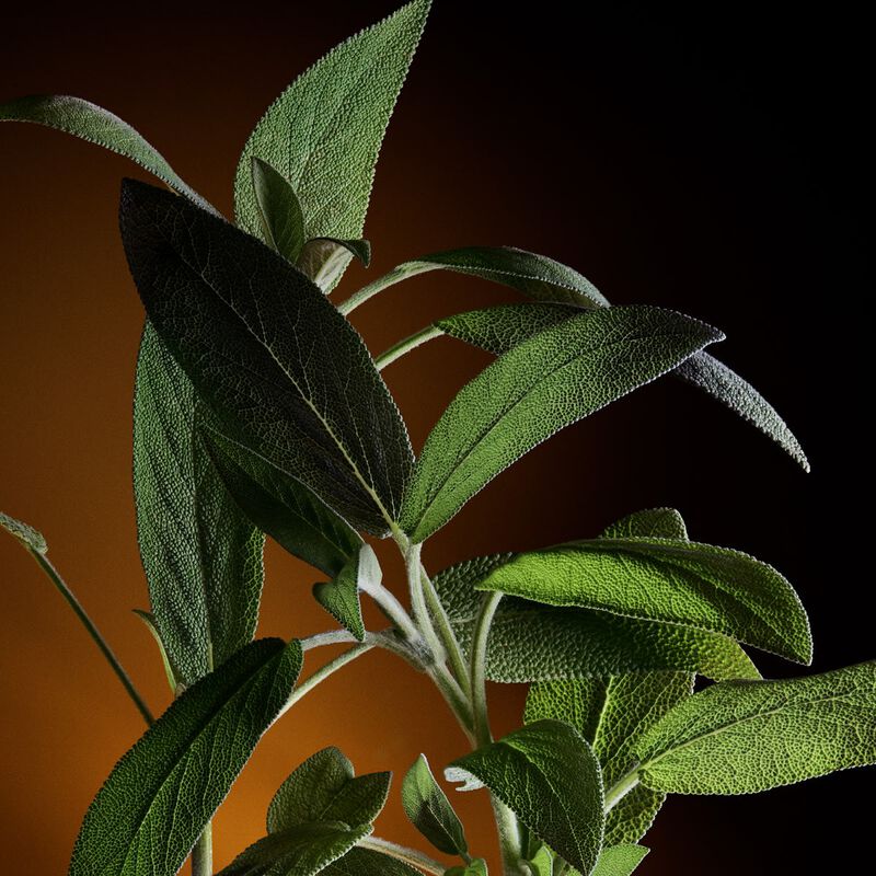 dolce & gabbana the one