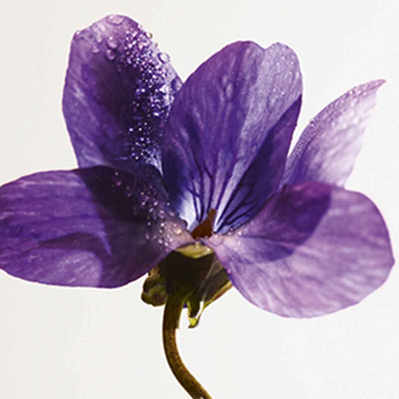 bottega veneta parco palladiano ix violetta eau de parfum 100ml