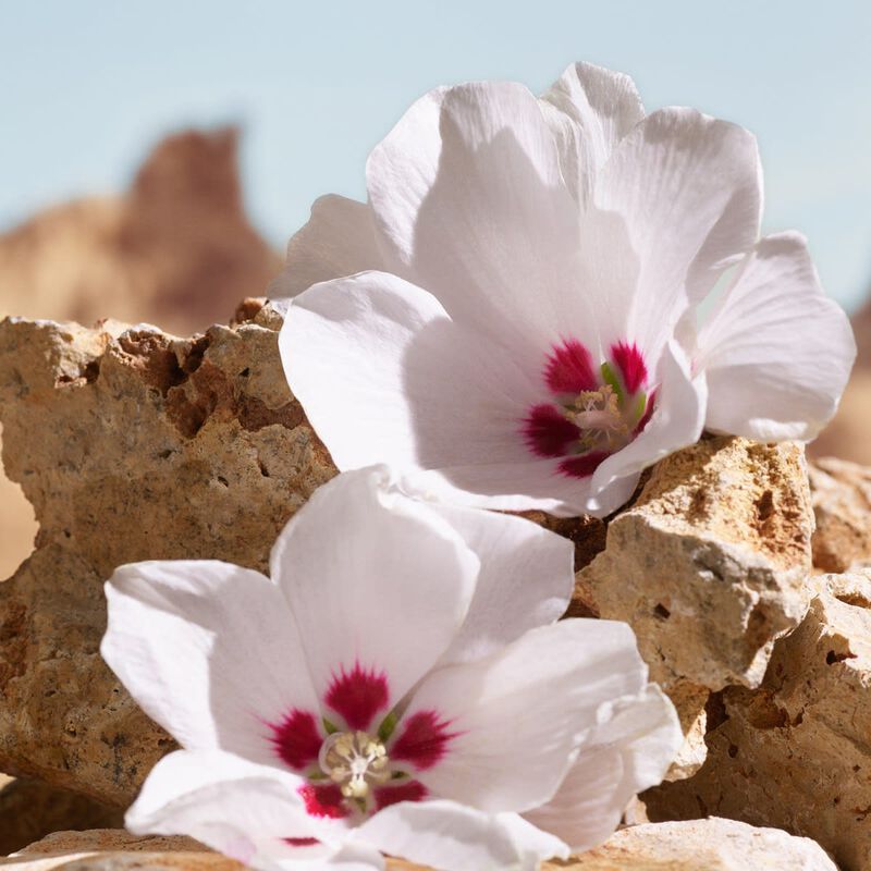 دولتشي أند غابانا عطر كيه إلكسير