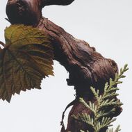 Cypress & Grapevine Scented Candle faces cypress grapevine scented candle