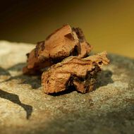 faces gucci m moire d une odeur  eau de parfum