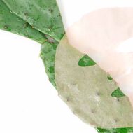 faces orglamic pink cactus face mask