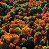 faces aqua allegoria forte oud yuzu