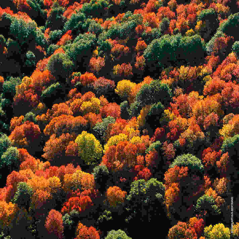 guerlain aqua allegoria forte oud yuzu