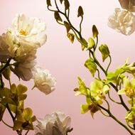 faces عطر فلير دي همالايا