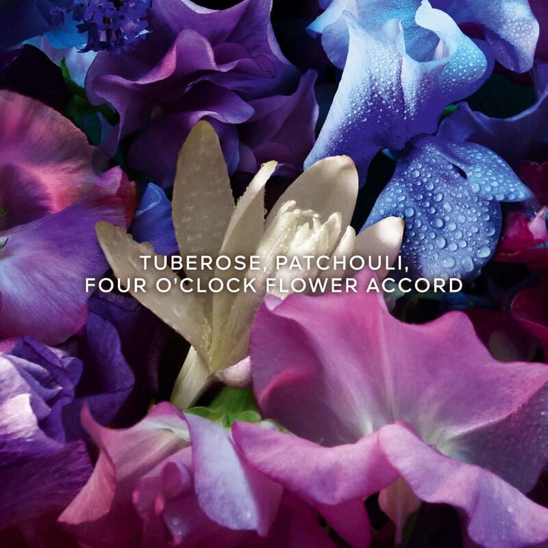 جيرلان آبسولو أليغوريا فلورابلوم