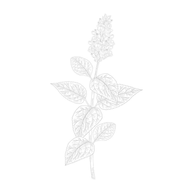 van cleef & arpels patchouli blanc