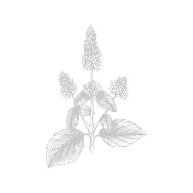 faces moonlight patchouli