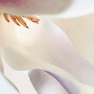 Bottega Veneta Parco Palladiano I Magnolia Eau de Parfum 100ml faces bottega veneta parco palladiano i magnolia eau de parfum 100ml