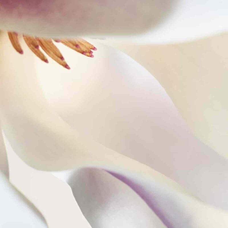 bottega veneta bottega veneta parco palladiano i magnolia eau de parfum 100ml