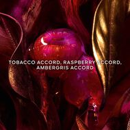 faces absolus allegoria tabac sahara