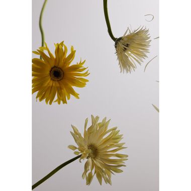 faces هيز فانيلا