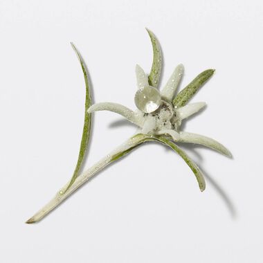 faces genesis bain hydra fortifiant shampoo 250ml