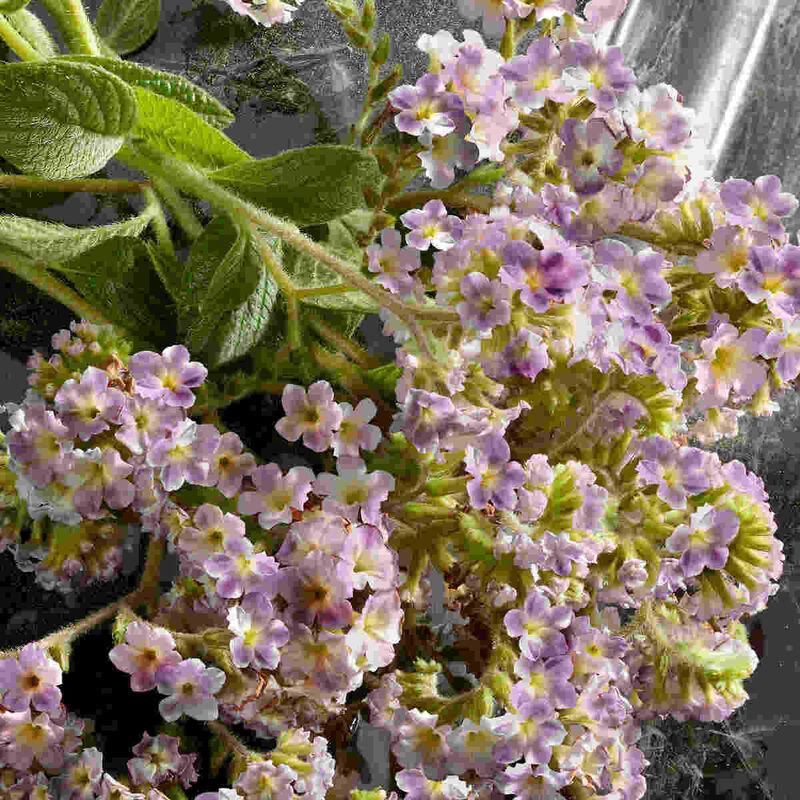 dolce & gabbana q by dolce and gabbana intense