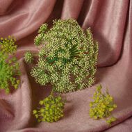 faces غوتشي بلوم أكوا دي فيوري أو  دو تواليت