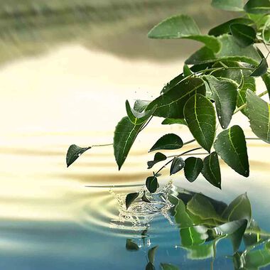 faces عطر تندر لايت أو دي برفان