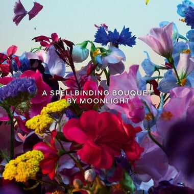 faces آبسولو أليغوريا فلورابلوم