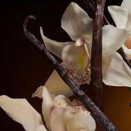 faces the one intense