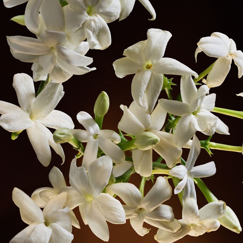 dolce & gabbana the one intense