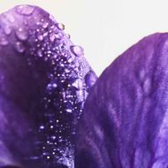 Parco Palladiano Ix Violetta Eau De Parfum 100ml faces parco palladiano ix violetta eau de parfum 100ml