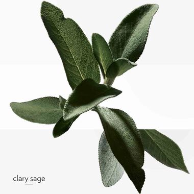 faces h24 eau de toilette