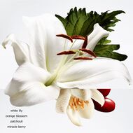 faces عطر بَارِينيا بليـن فلور