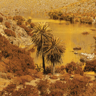 faces معطر الجسم والشعر   بخلاصة الأرغان