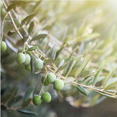 faces معطر الجسم والشعر   بخلاصة الزيتون