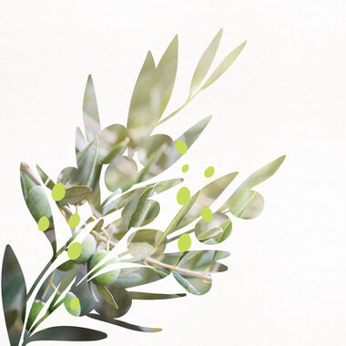 faces معطر الجسم والشعر   بخلاصة الزيتون