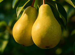 Pear